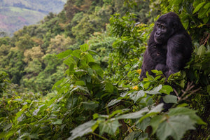 Kanyonyi Mubare family silverback gorilla